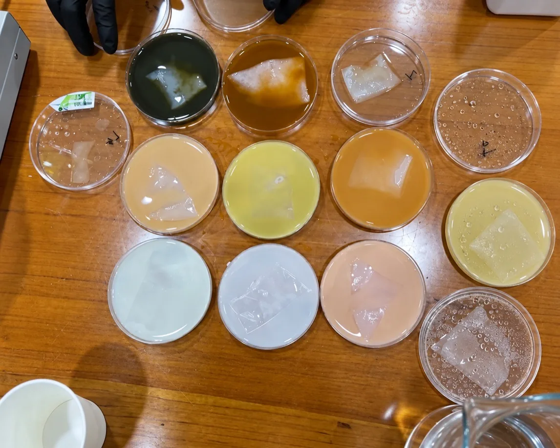 Bacterial cellulose samples in dishes of differently colored dye